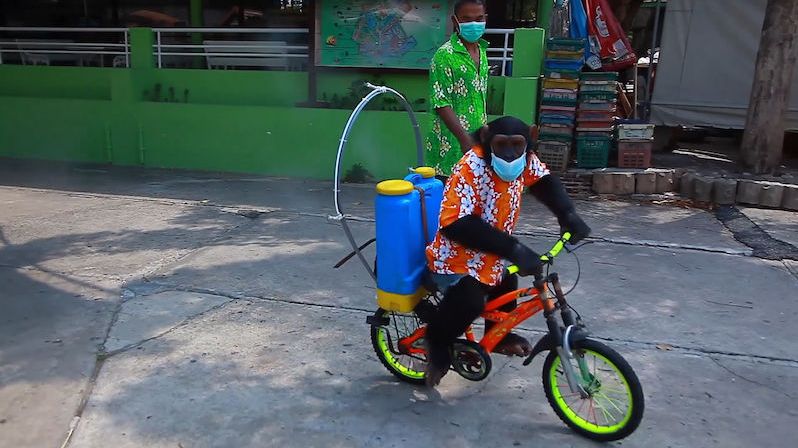 Kontroverzní thajská zoo nechala jezdit na kole šimpanze v roušce a stříkat dezinfekci